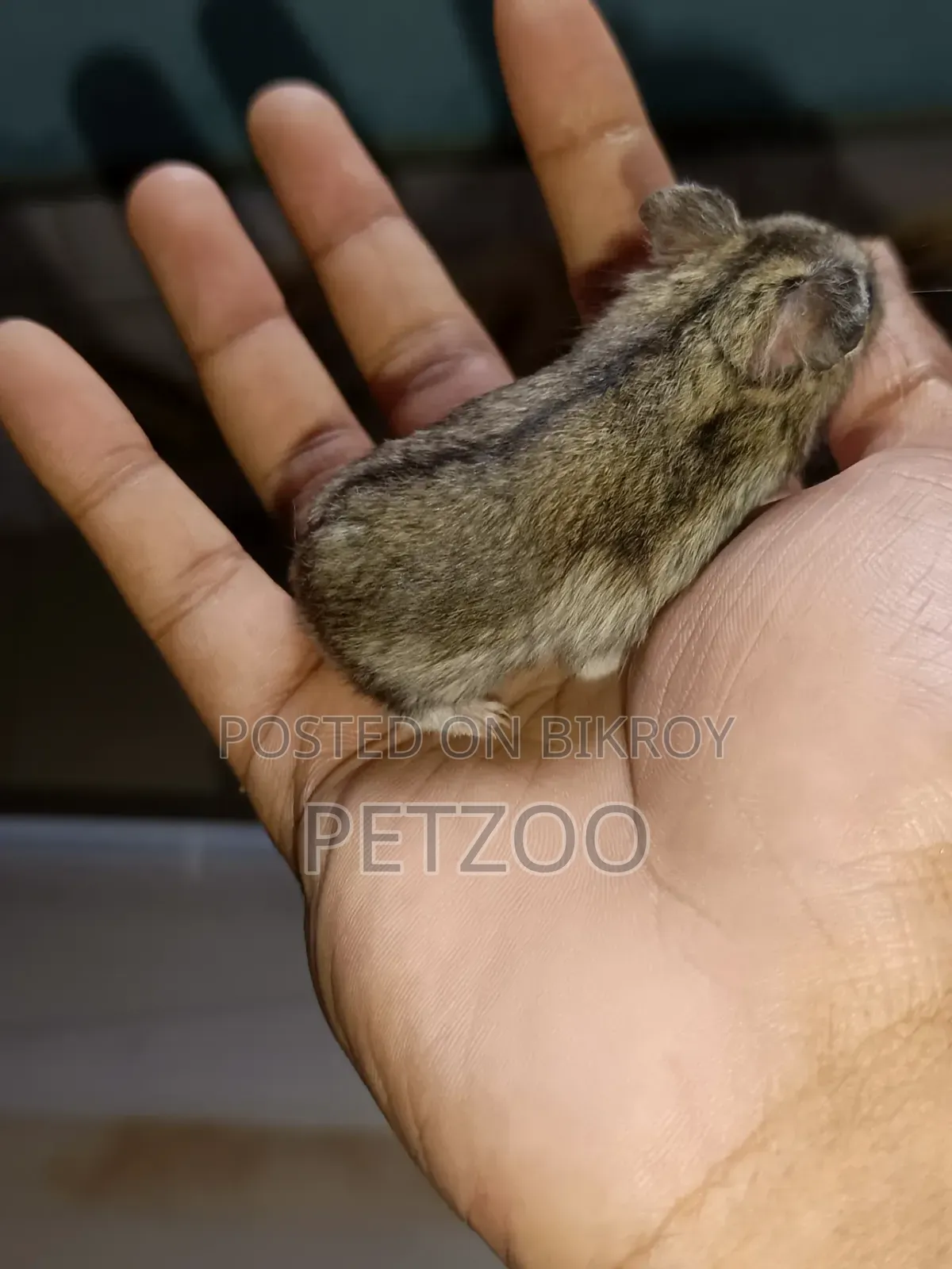 Hamster Family Available