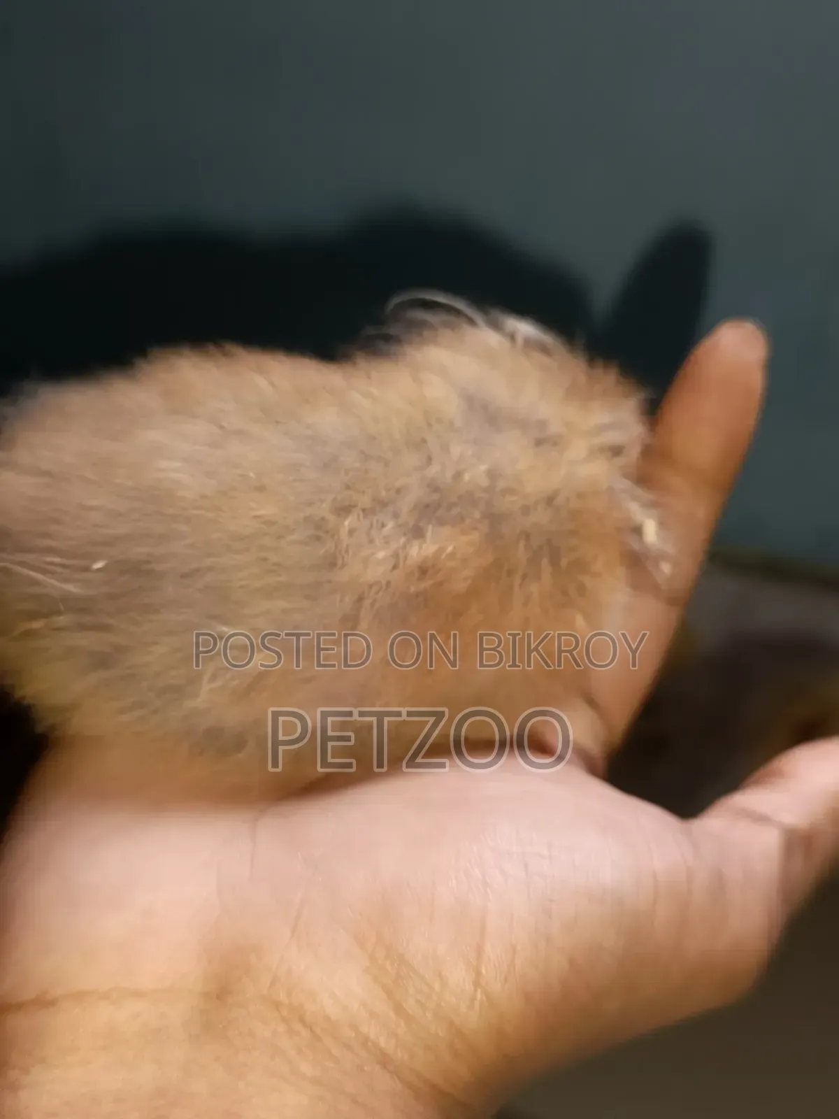 Hamster Family Available