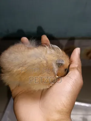 Hamster Family Available