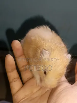 Hamster Family Available