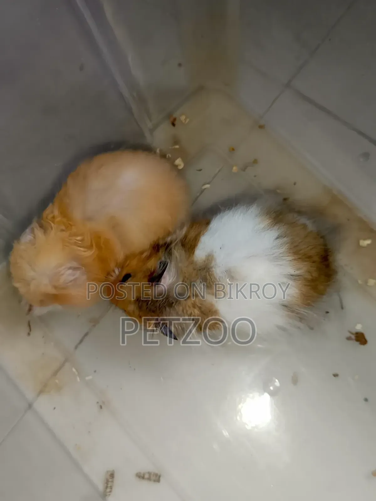 Hamster Family Available