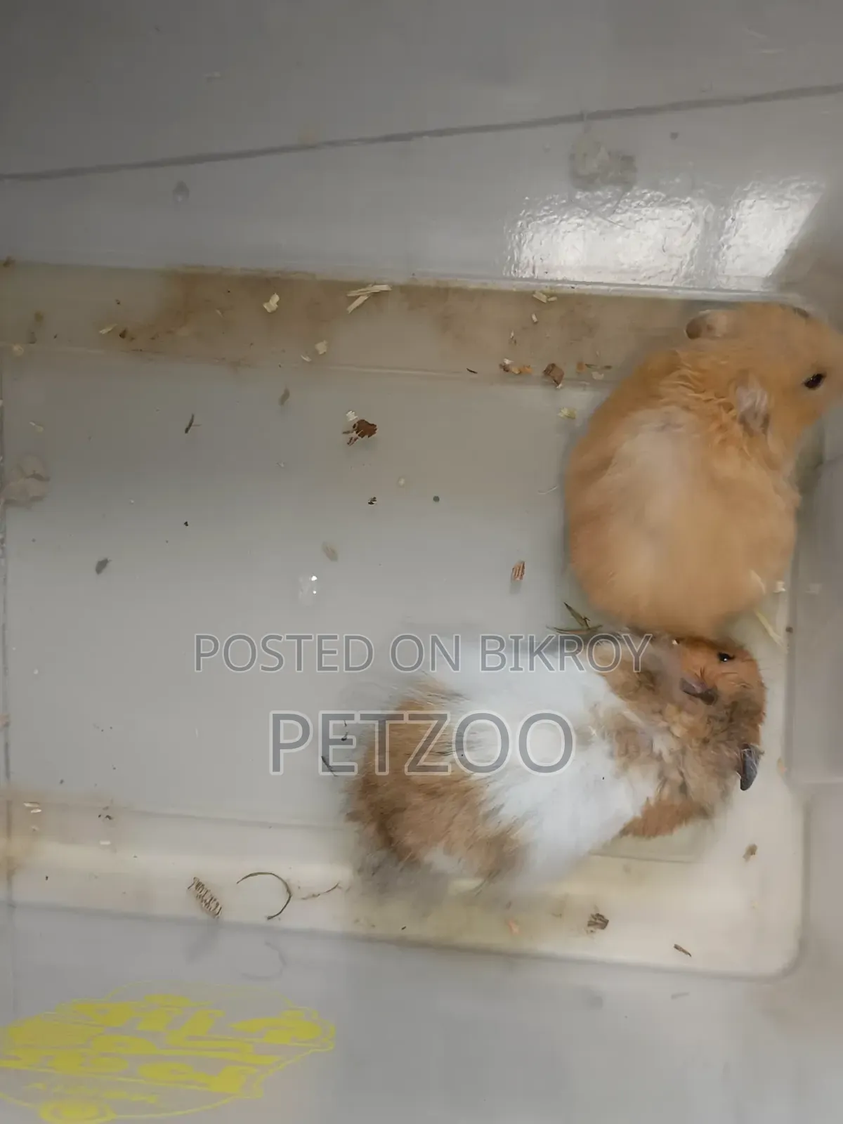 Hamster Family Available