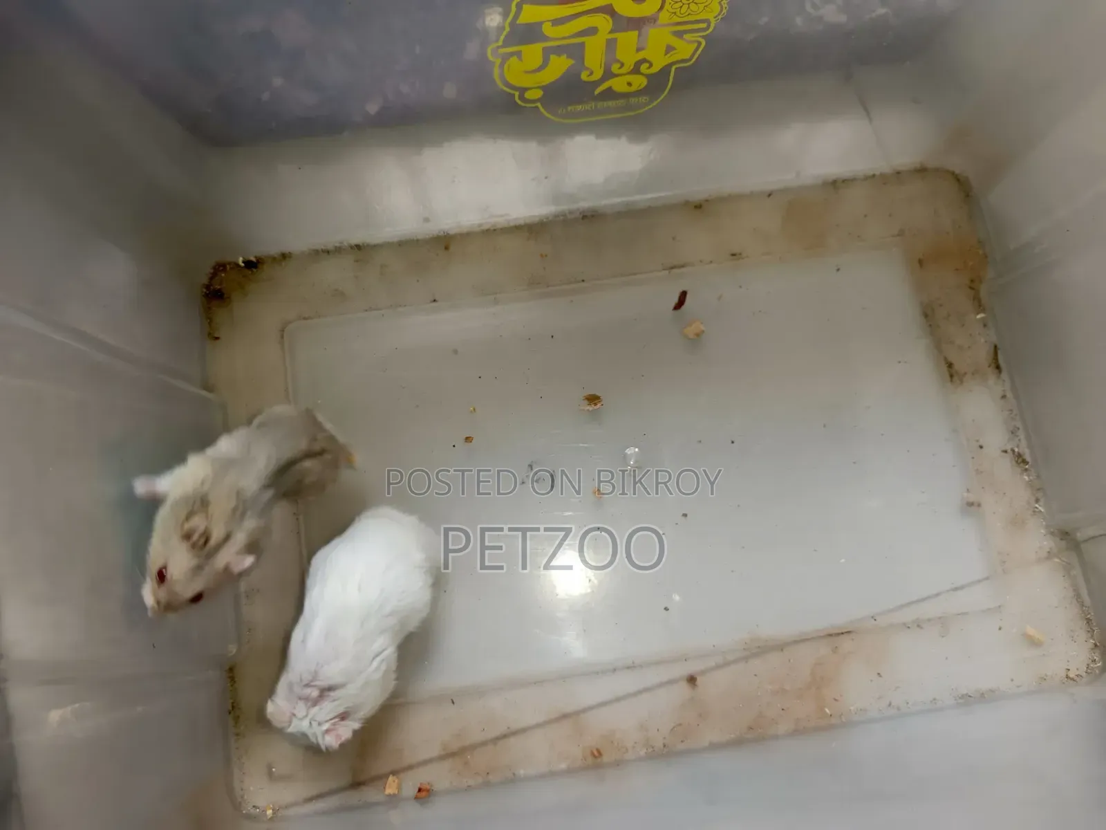 Hamster Family Available