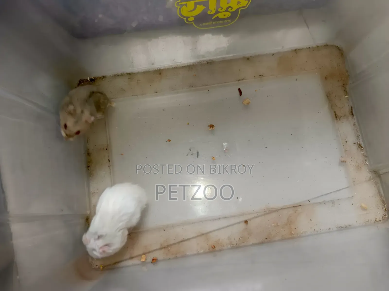 Hamster Family Available