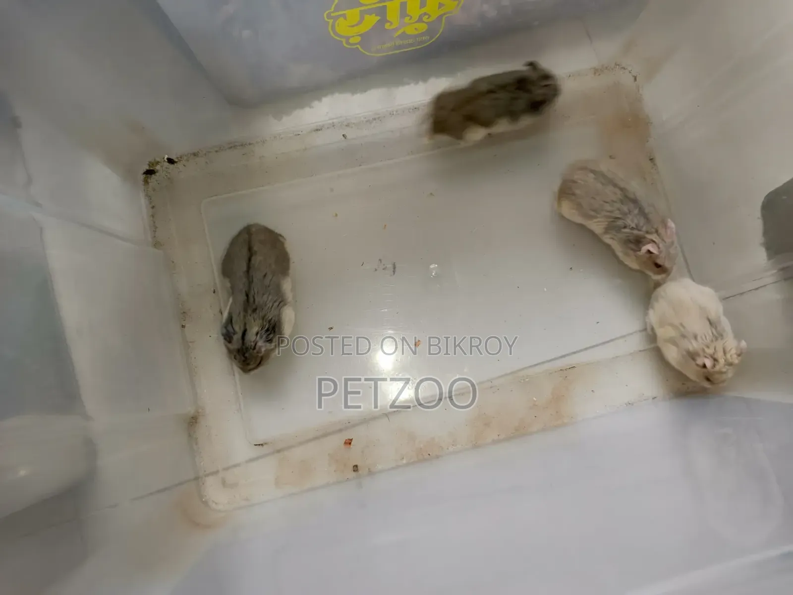 Hamster Family Available