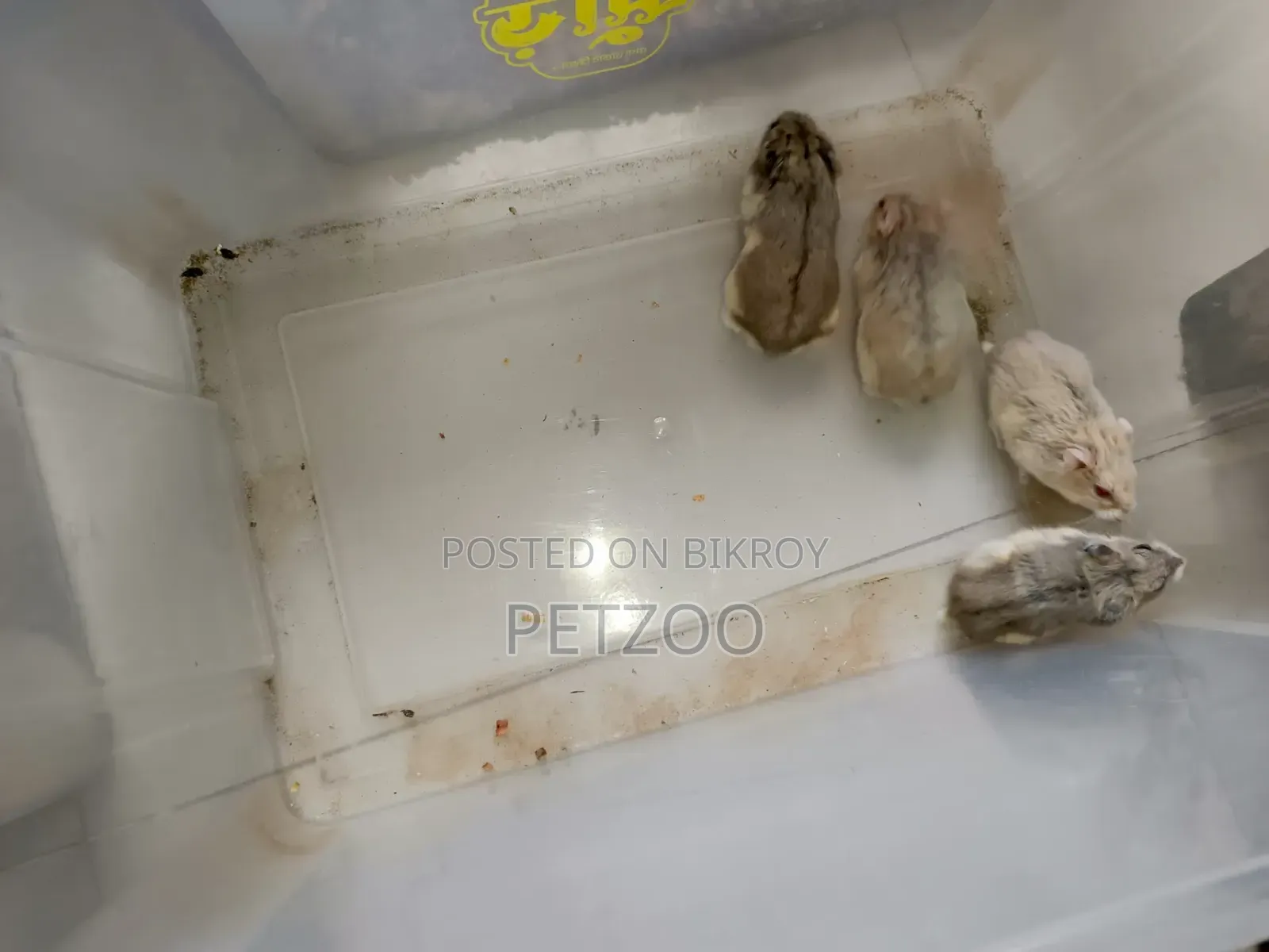 Hamster Family Available