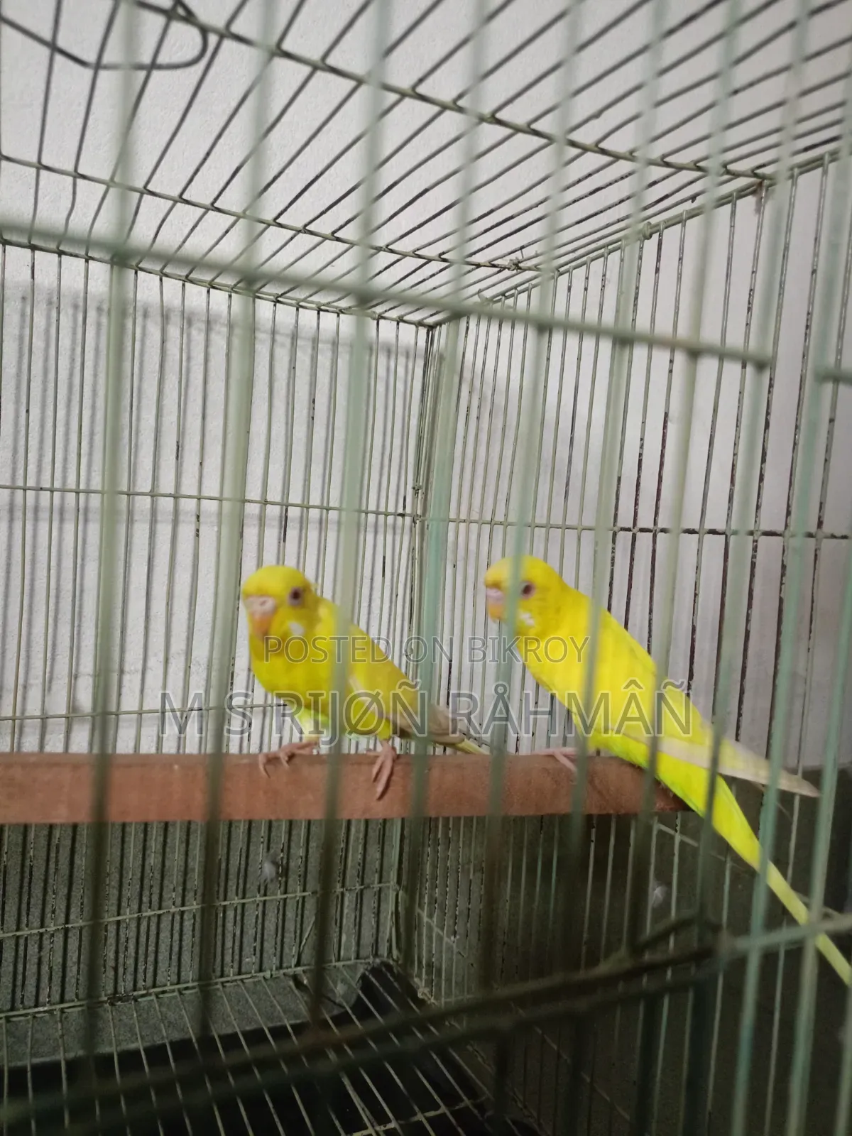 I will sell my Budgie birds