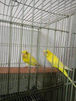 I will sell my Budgie birds