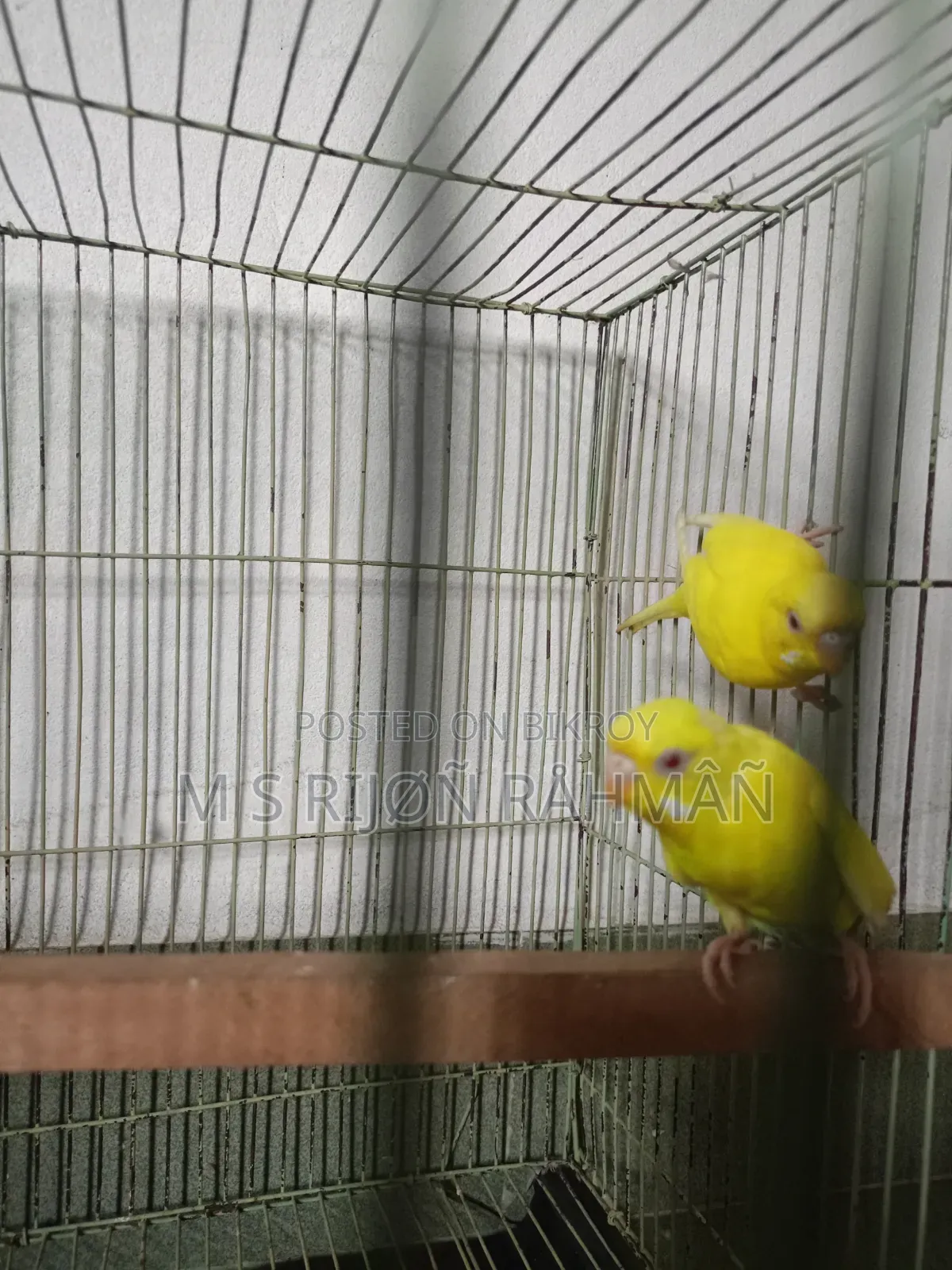 I will sell my Budgie birds