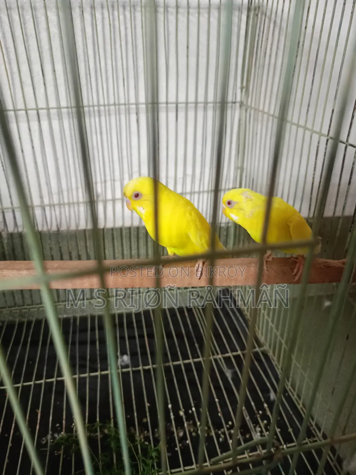 I will sell my Budgie birds