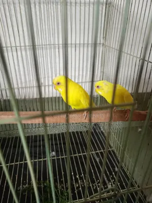 I will sell my Budgie birds