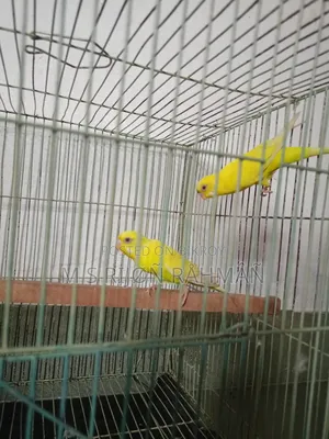 I will sell my Budgie birds