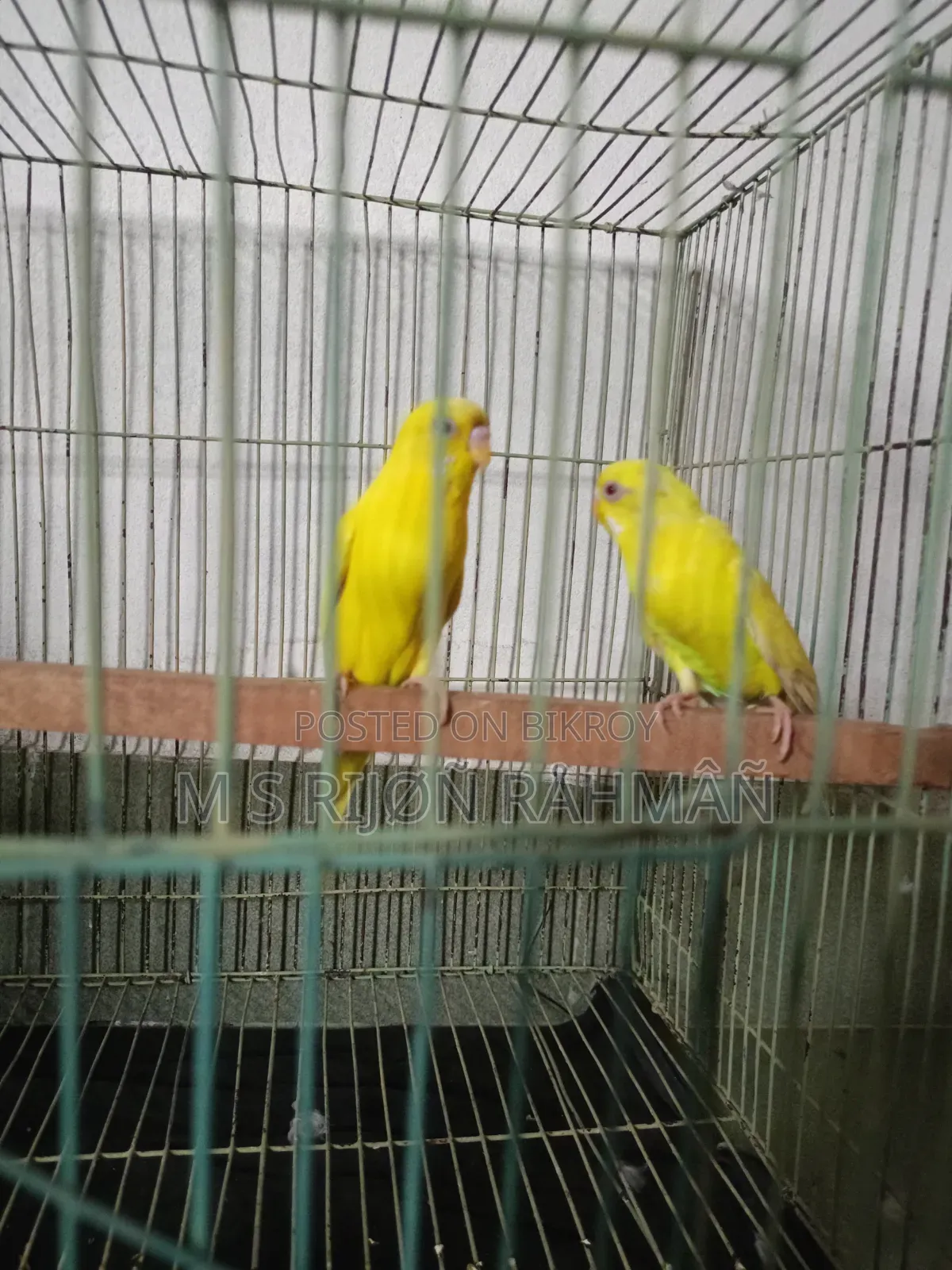 I will sell my Budgie birds