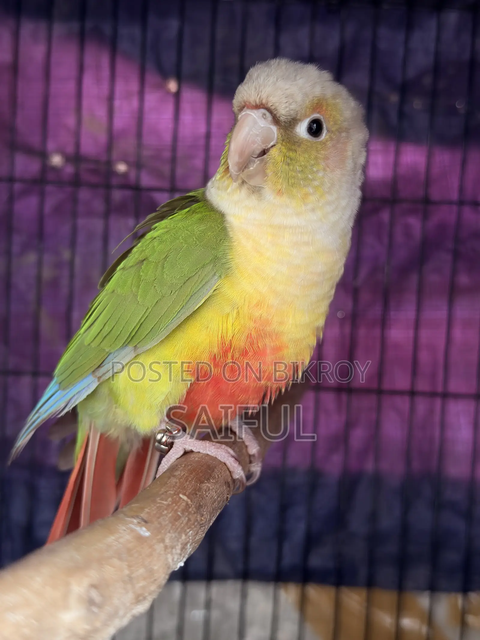 Conure Running Pair