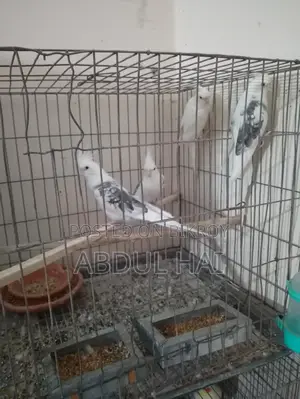 Cockatail Bird