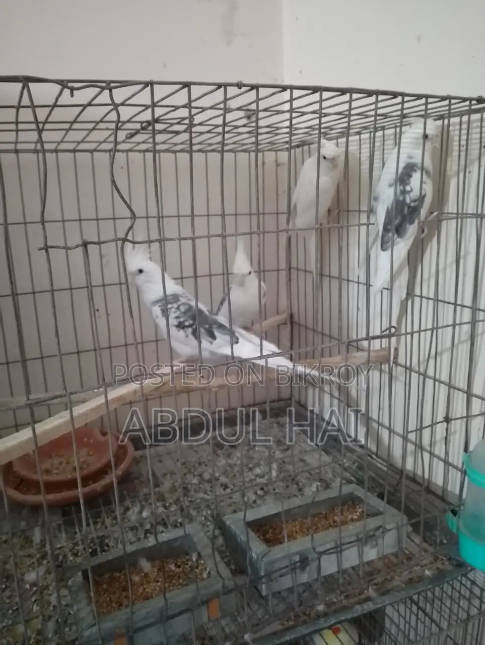 Cockatail Bird