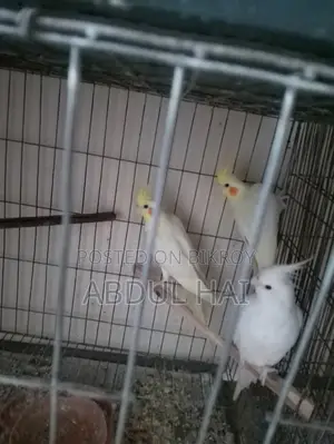 Cockatail Bird