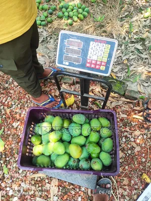 হিমসাগর/ক্ষীরসাপাত আম