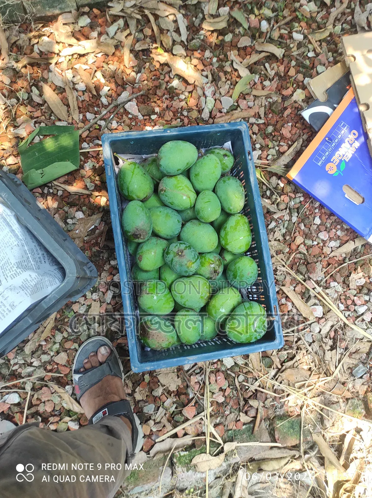 Himsagar/Khirsapat Mango