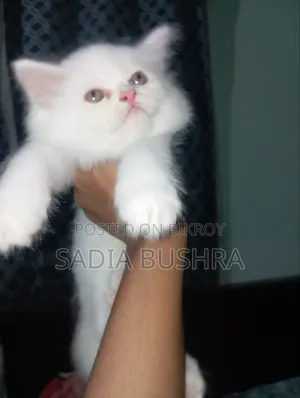 1-3 months Female Purebred Persian