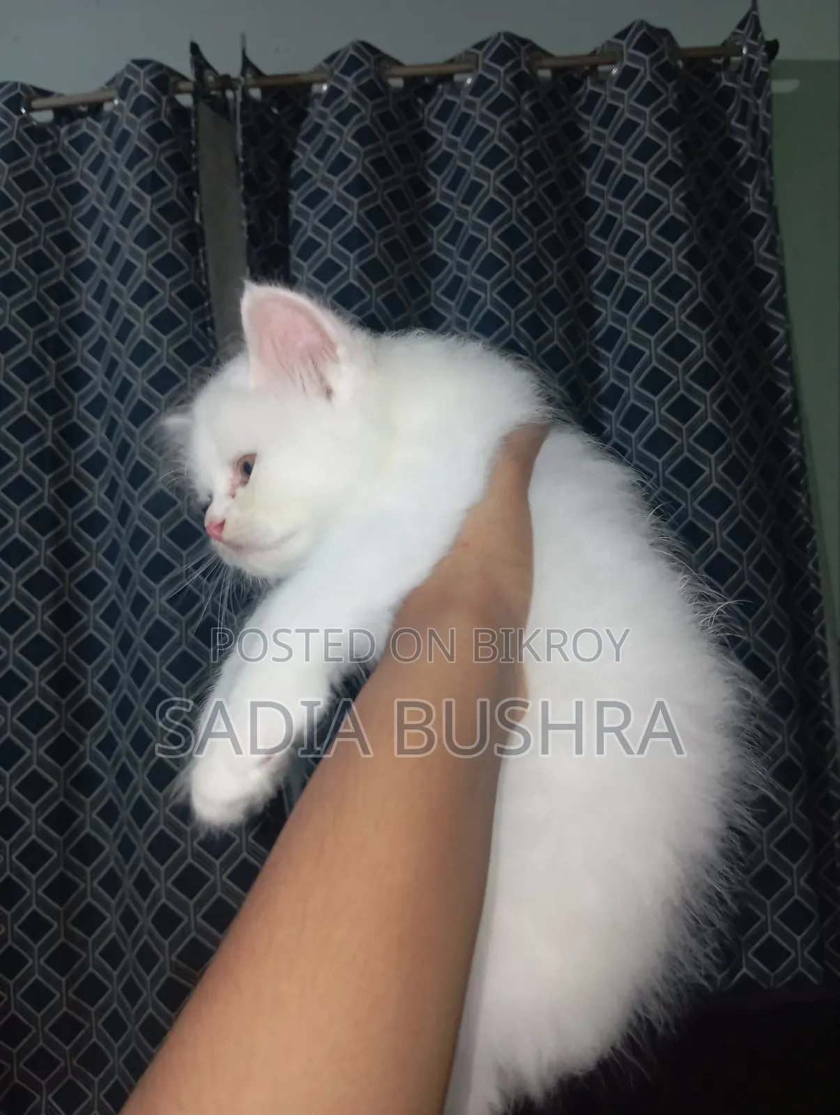 1-3 Months Female Purebred Persian