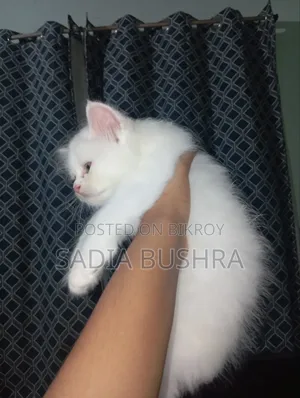 1-3 Months Female Purebred Persian