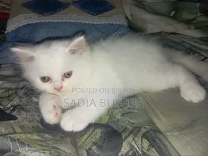 1-3 Months Female Purebred Persian