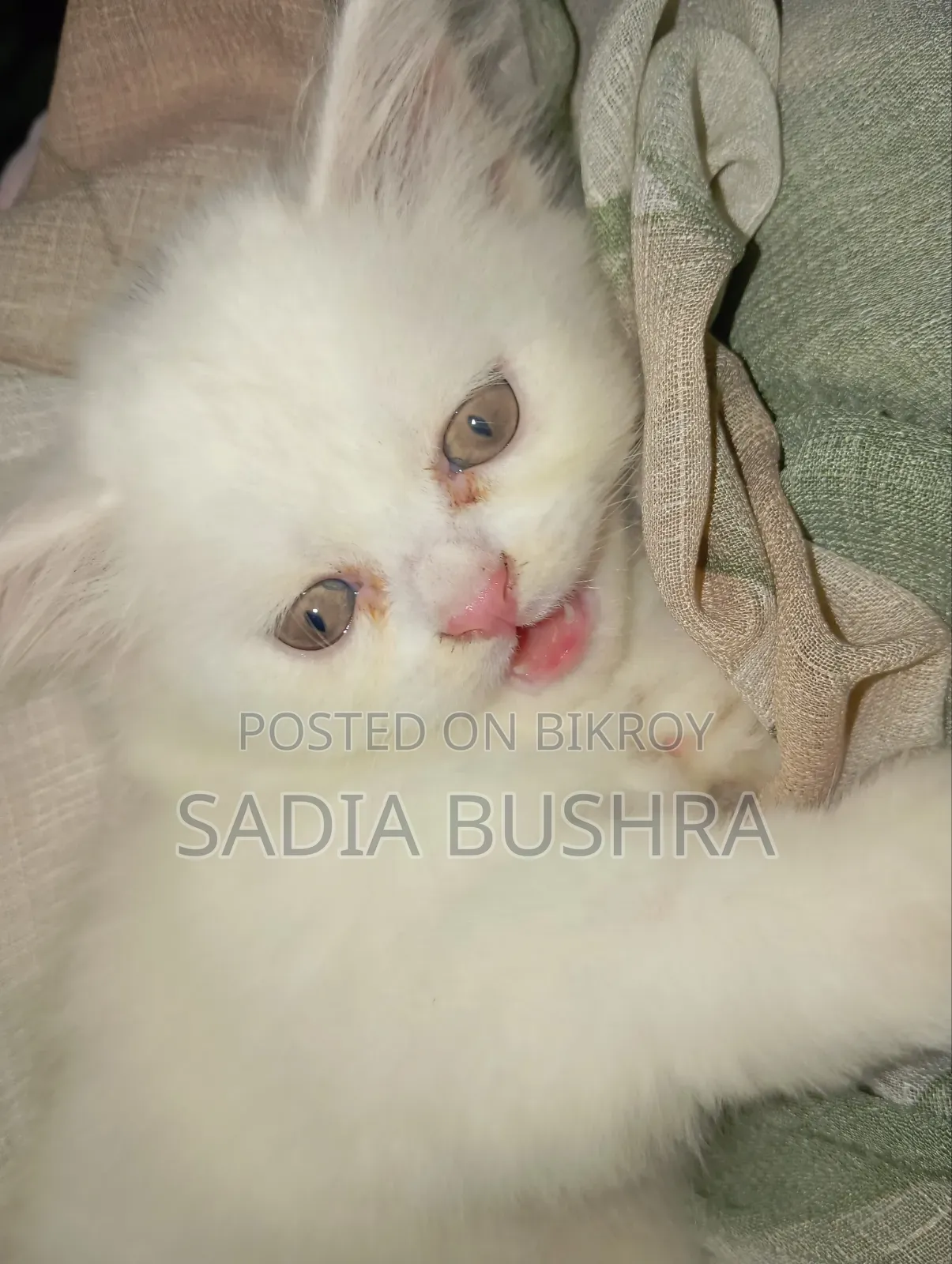 1-3 Months Female Purebred Persian