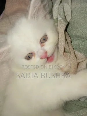 1-3 Months Female Purebred Persian