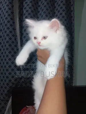 1-3 Months Female Purebred Persian