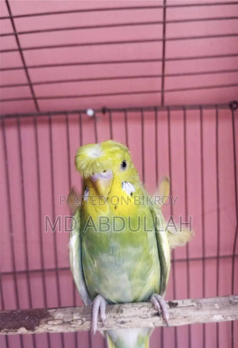 জেপি বাগরিগার