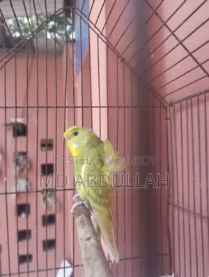 জেপি বাগরিগার