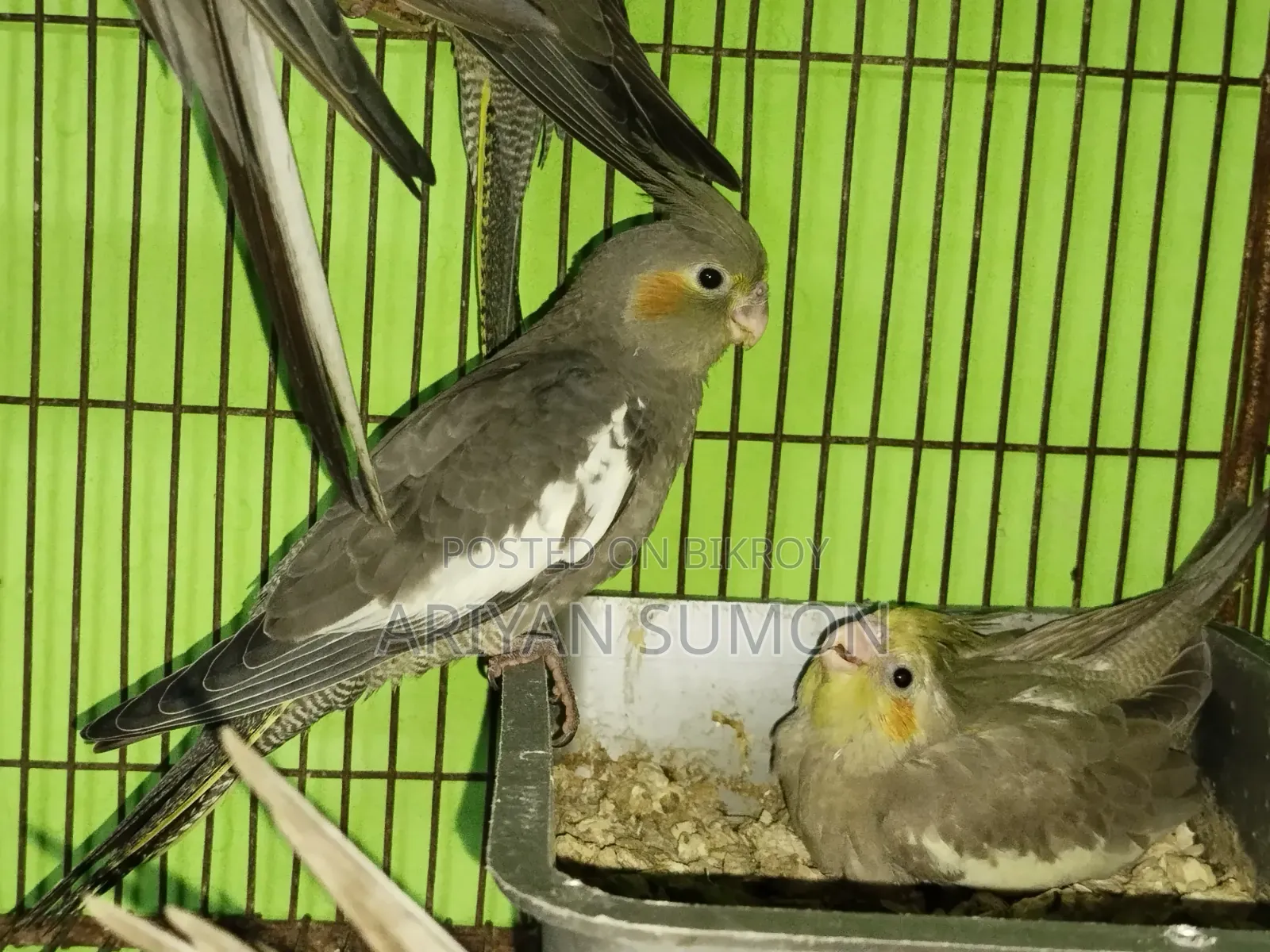 কোকাটেল টেম সাইজের বাচ্চা