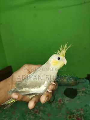 কোকাটেল টেম সাইজের বাচ্চা