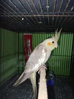 কোকাটেল টেম সাইজের বাচ্চা