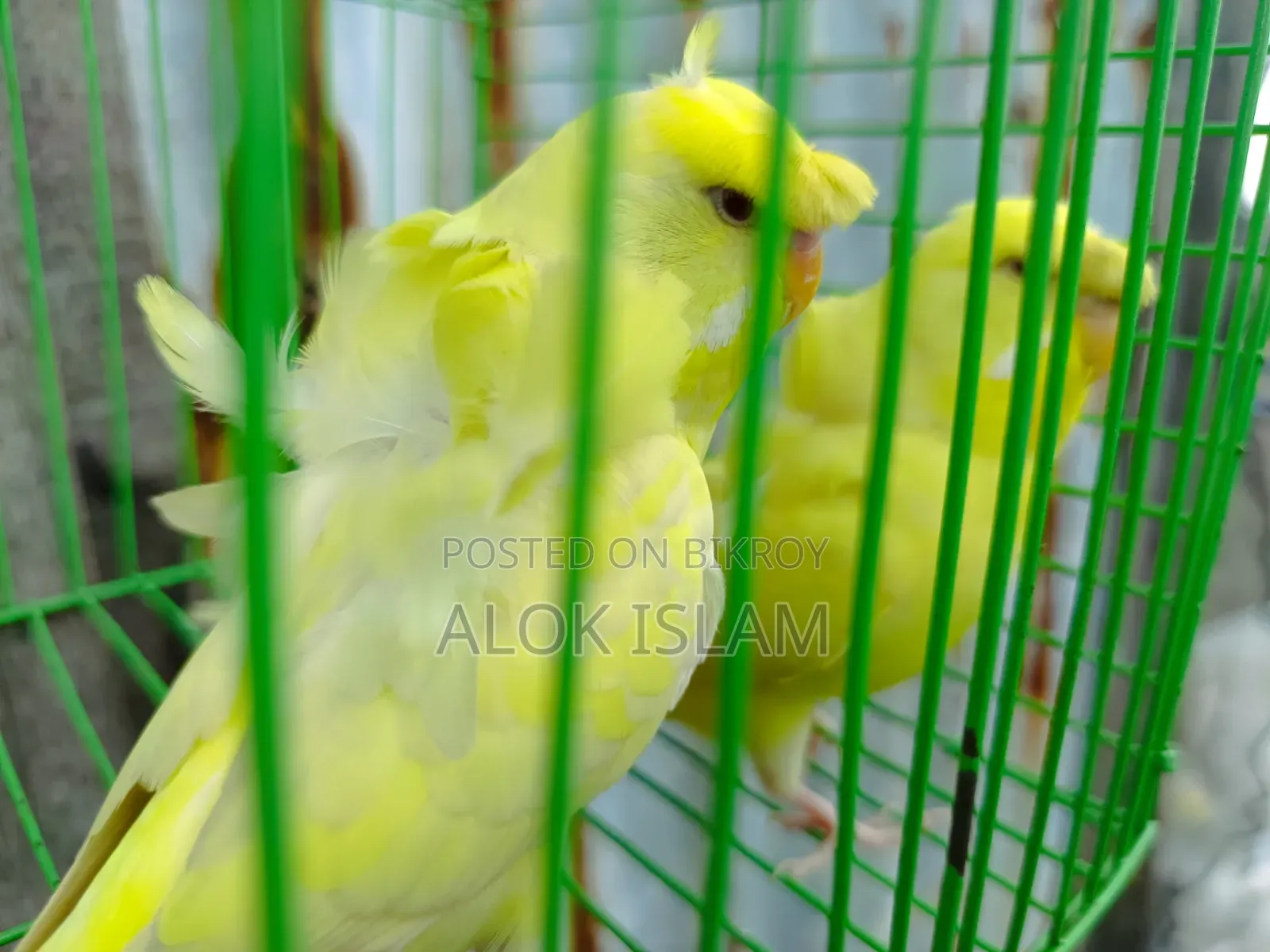 Red Eye Pair