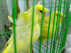 Red Eye Pair