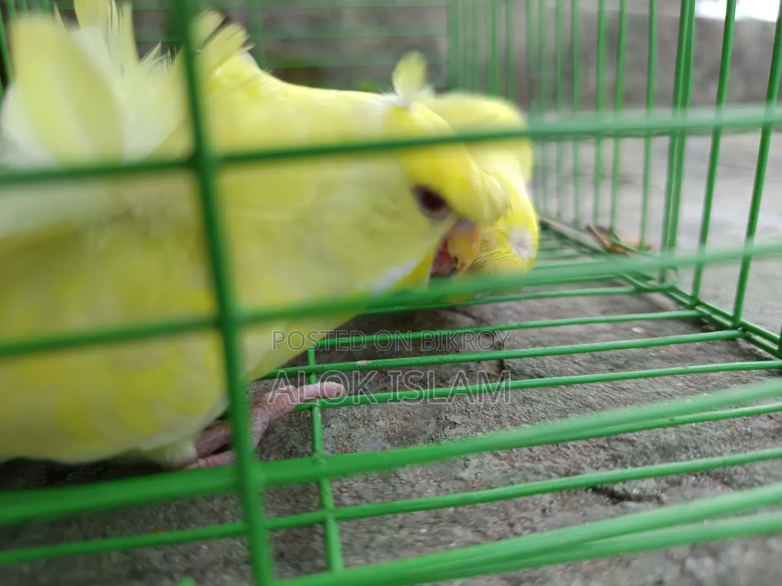 Red Eye Pair