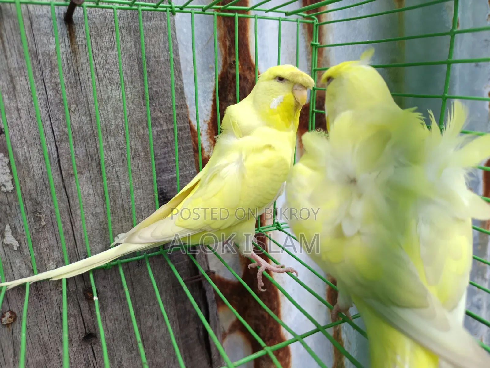 Red Eye Pair