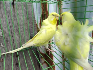 Red Eye Pair
