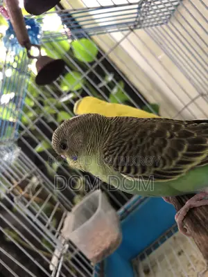 1 Pair Baby Budgie