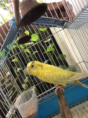 1 Pair Baby Budgie