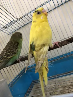 1 Pair Baby Budgie