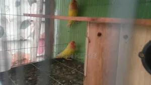 লাভ বাট পাখি