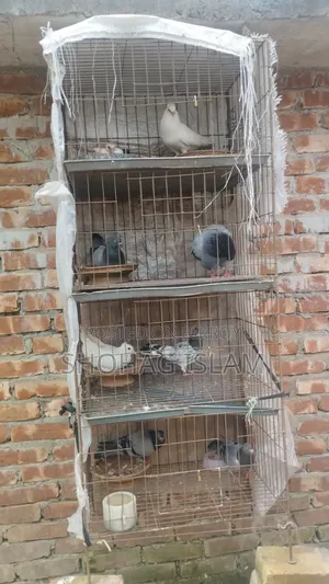 ভালো মানের কবুতর