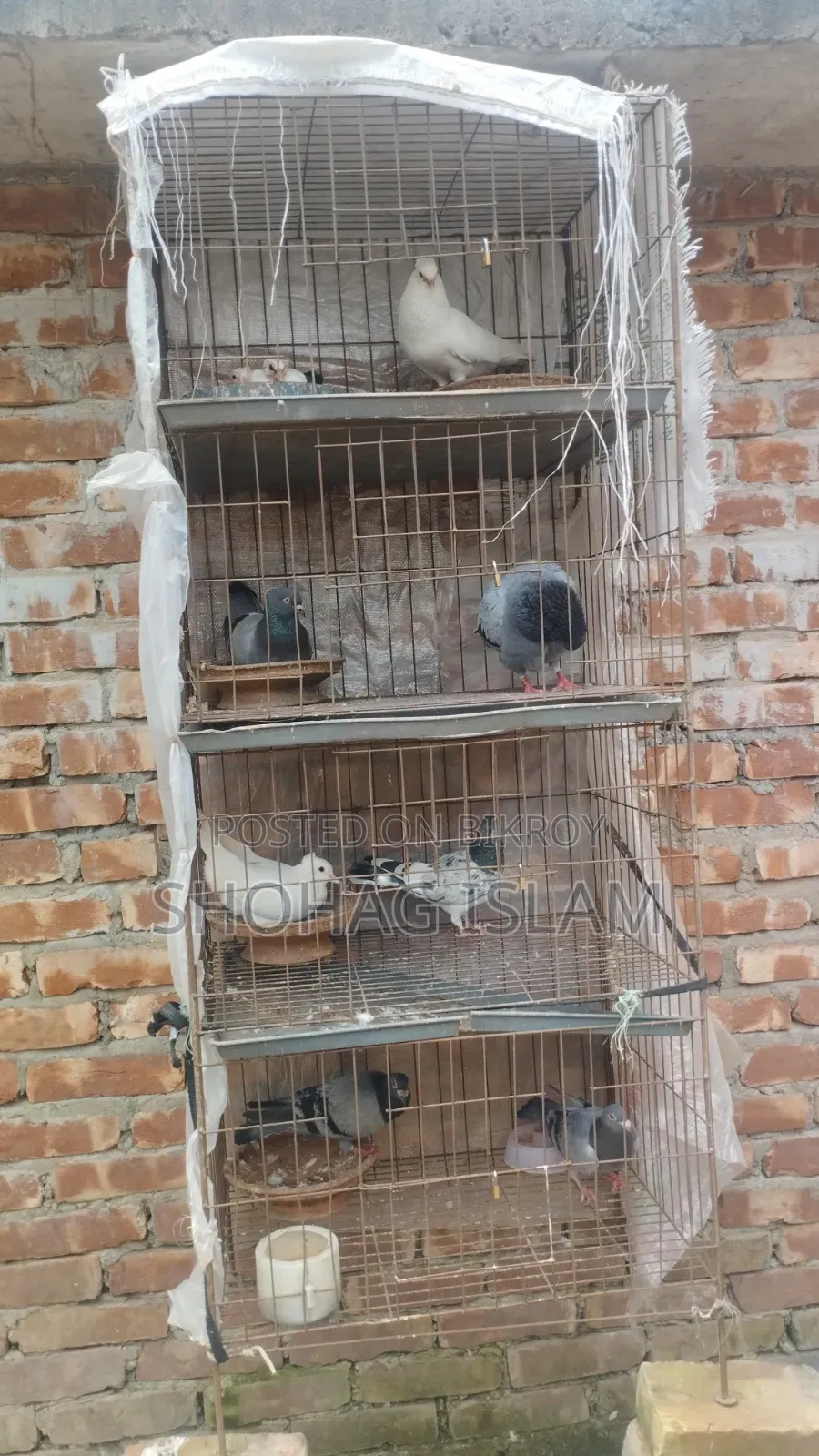 ভালো মানের কবুতর