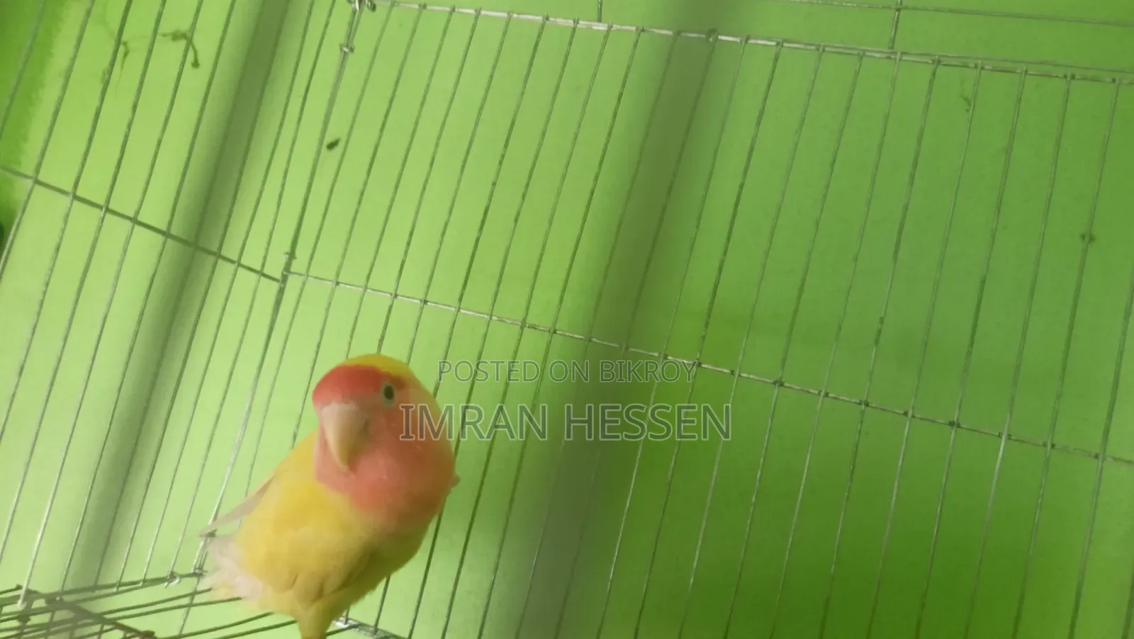 Lovebird