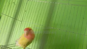 লাভ বাট পাখি