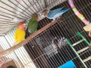 Love Birds