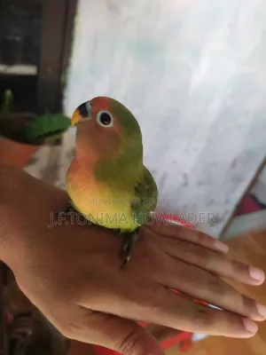 Love Birds